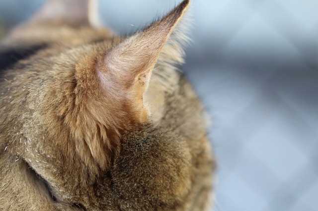 Ultraschall-Tracking - Katzen hören die Frequenz