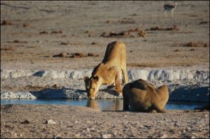 Watering-Hole-Attacke