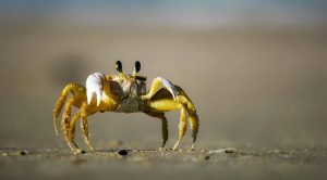 Grandcrab - Wie gefährlich ist die Krabbe?